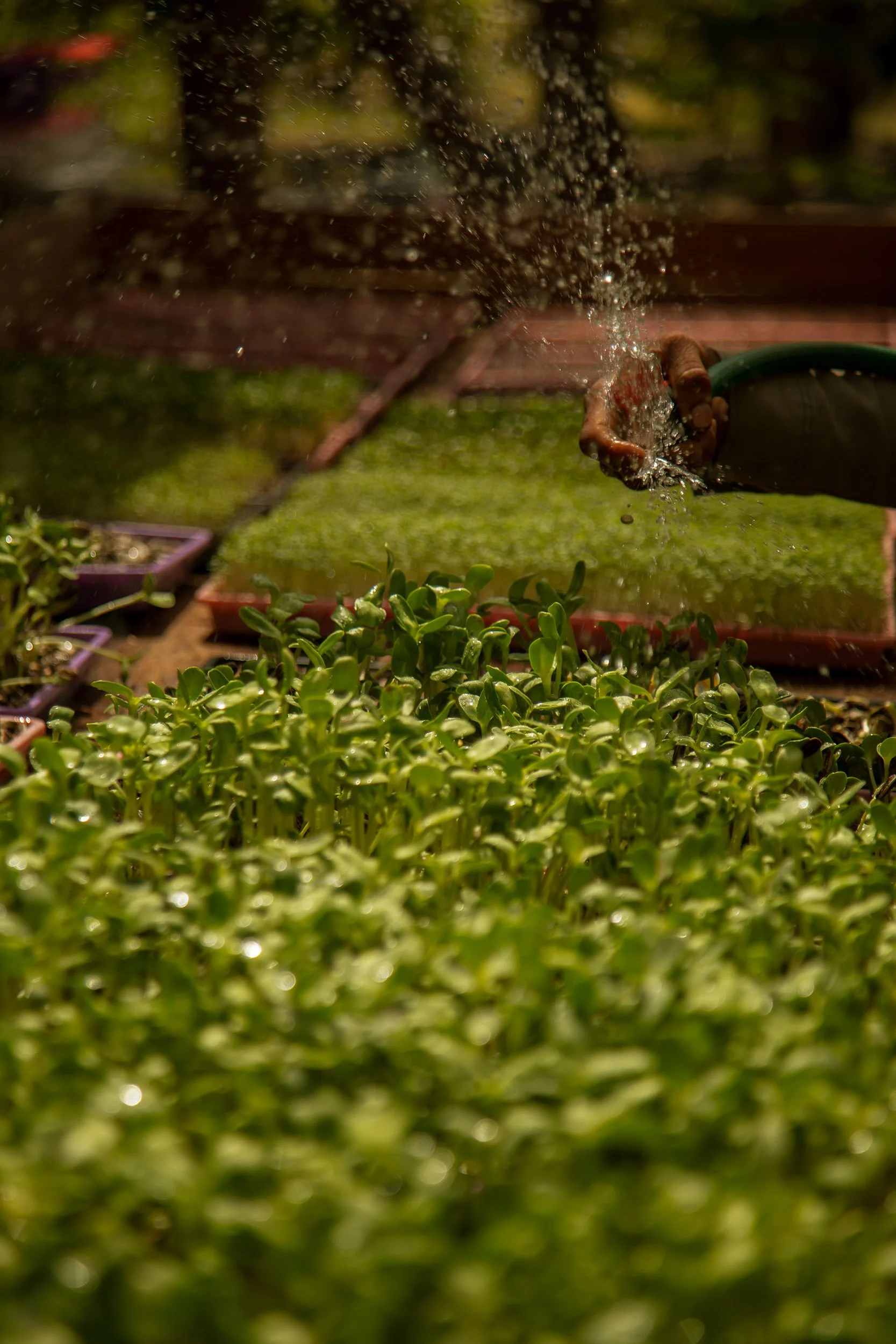 A person watering young green plants in a garden with sunlight.