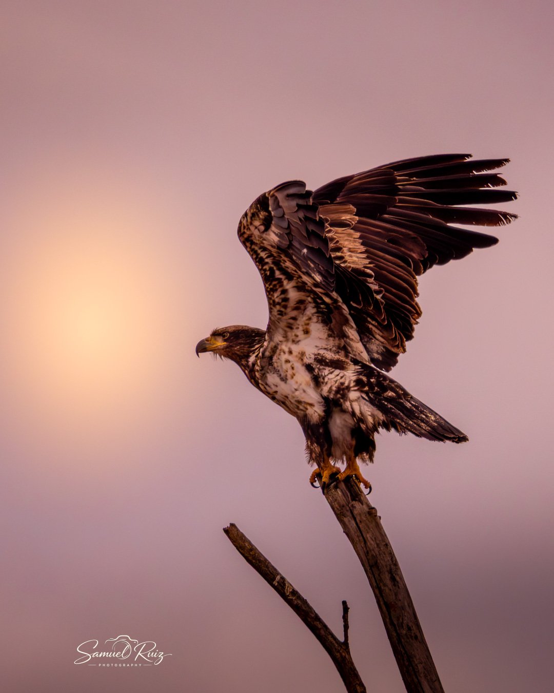 Apex Aperture: The Eagle Series