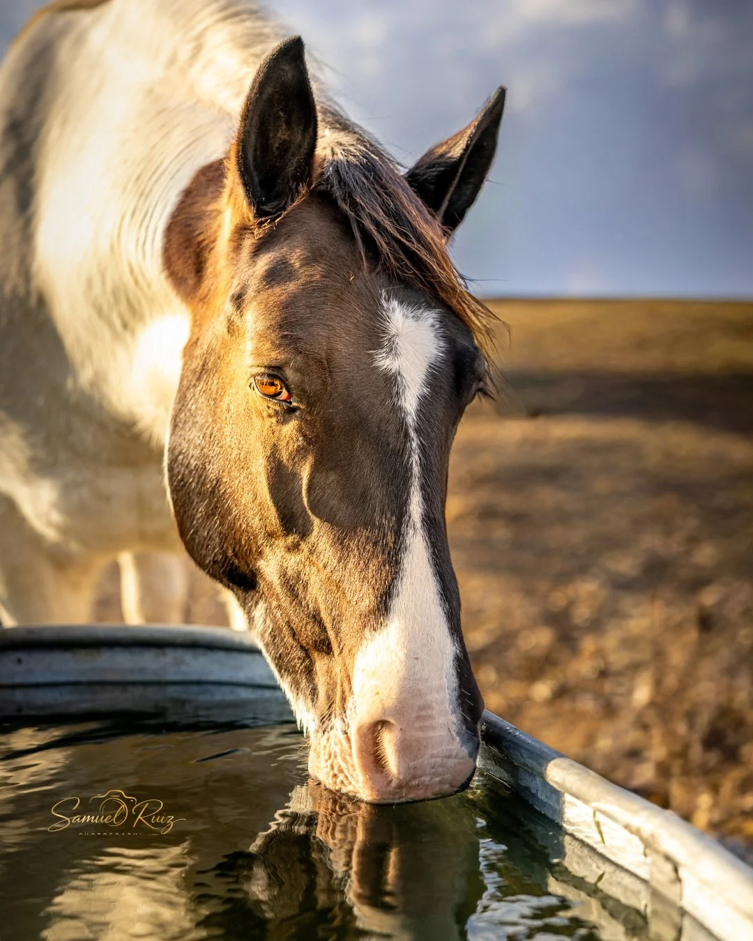 The Stockman's Eye: Champion Series