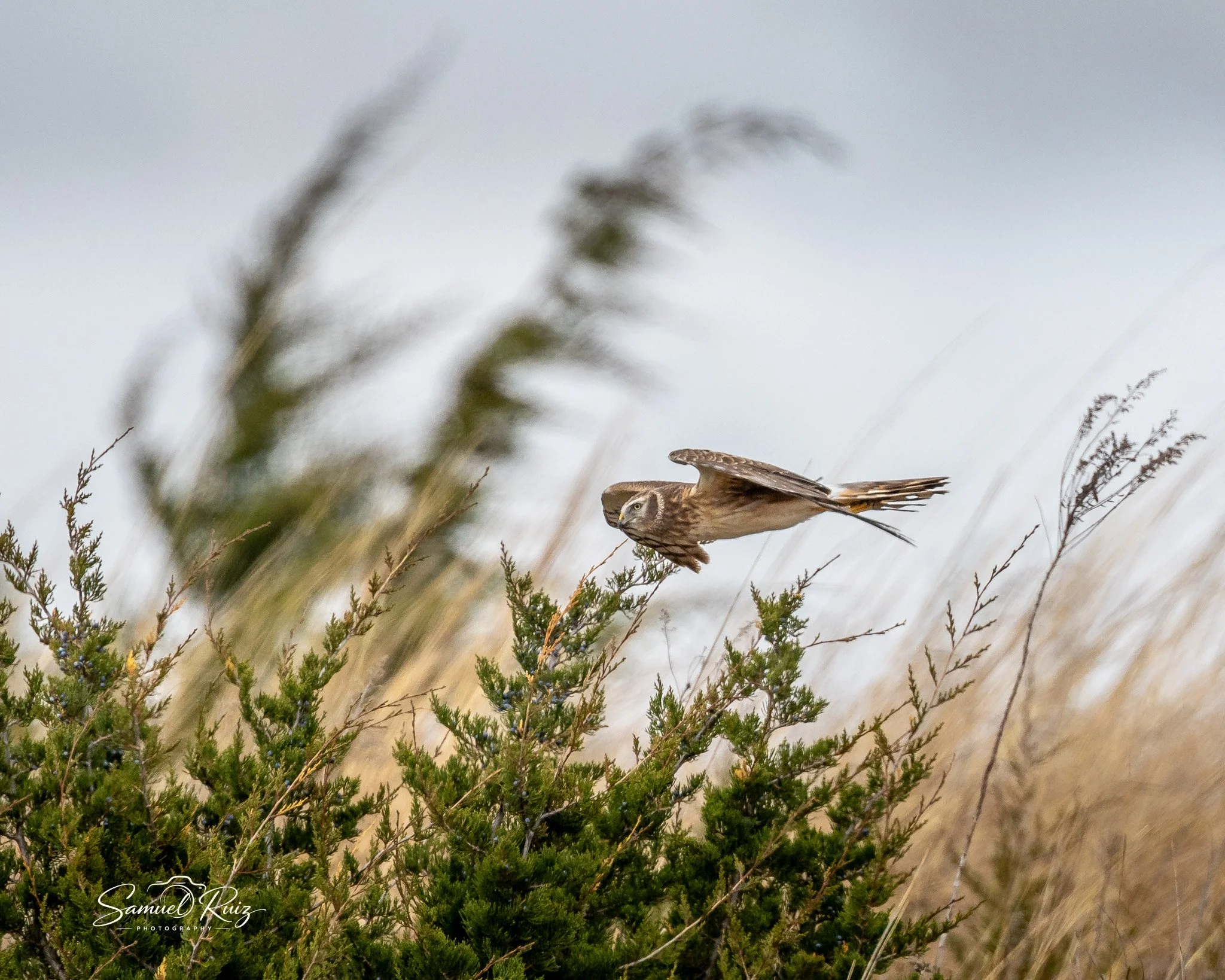Grassland Ghost: The Harrier Series