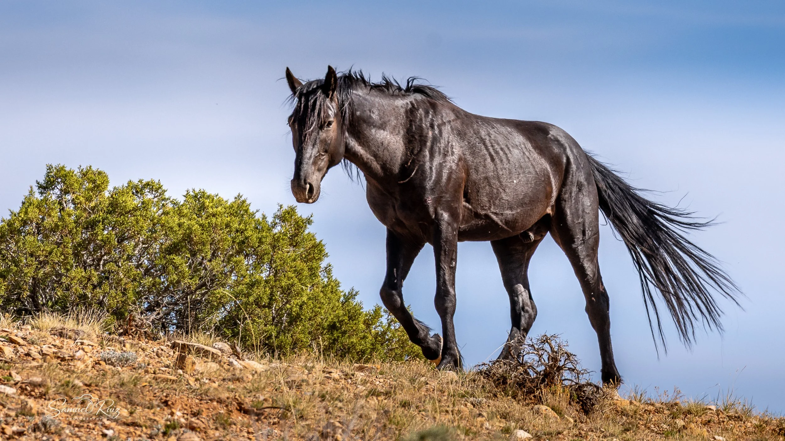 Untamed Horizons: The Pryor Mountain Mustangs