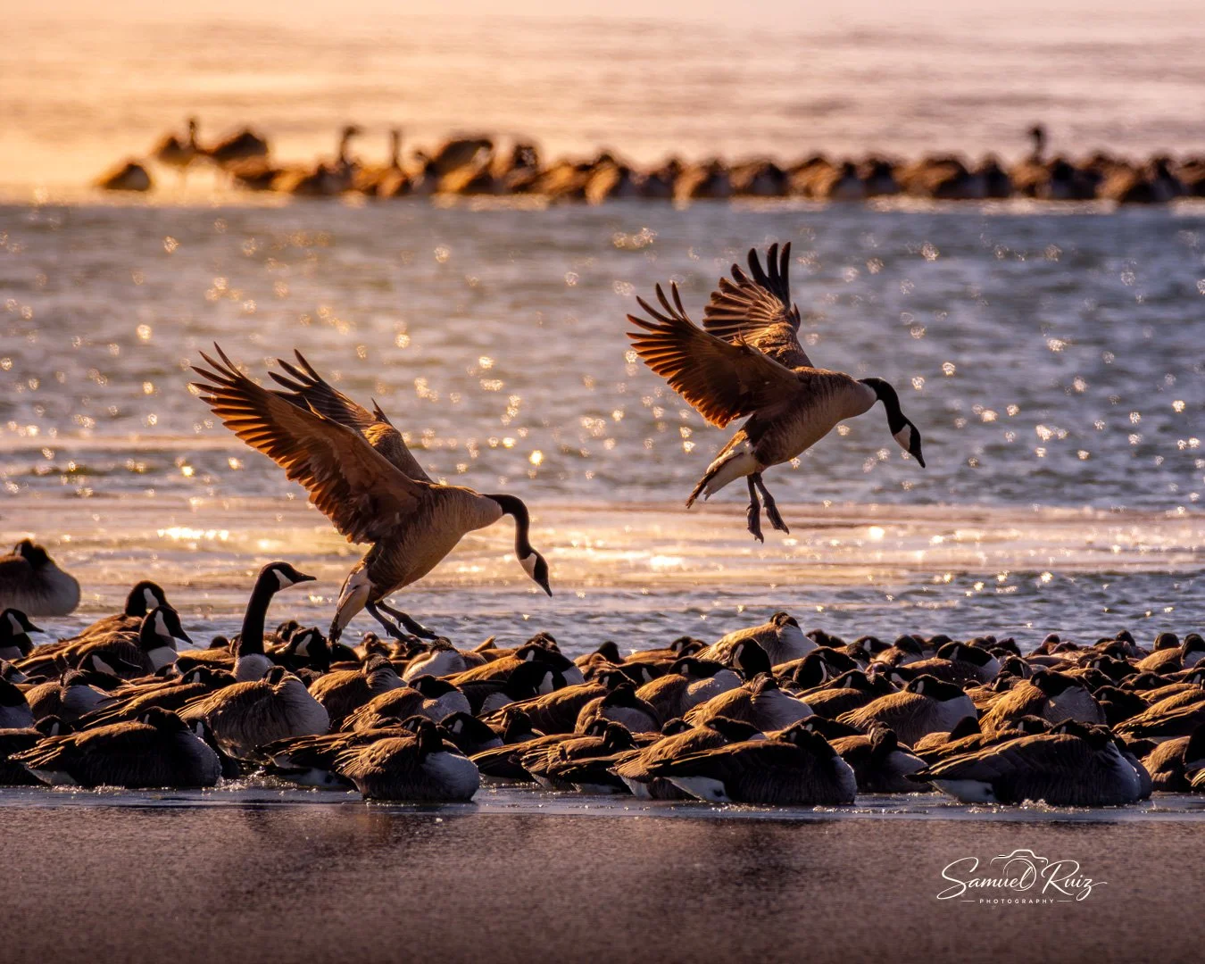 Feathered Travelers: The Migration Project