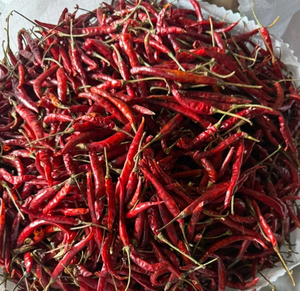 Chile de arbol Yahualica