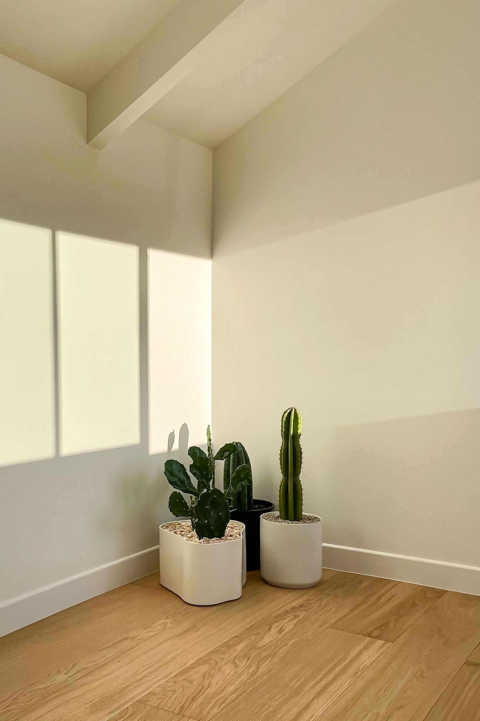 A corner of a room with three potted cacti, two short and one tall, placed against a white wall with sunlight creating rectangular shadow patterns on the wall.