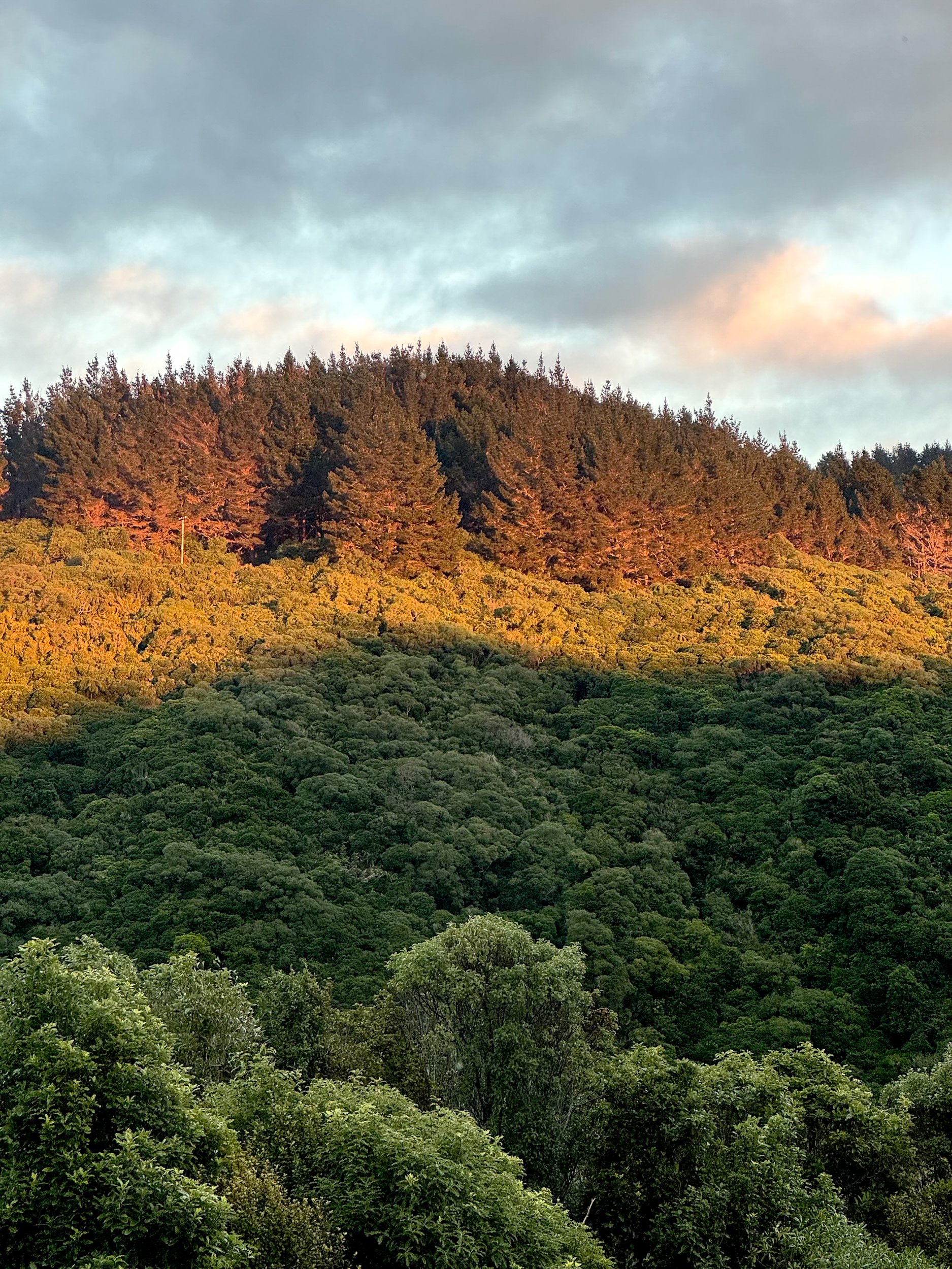 A forested hillside with a mix of green and brown trees under a partly cloudy sky at sunset.