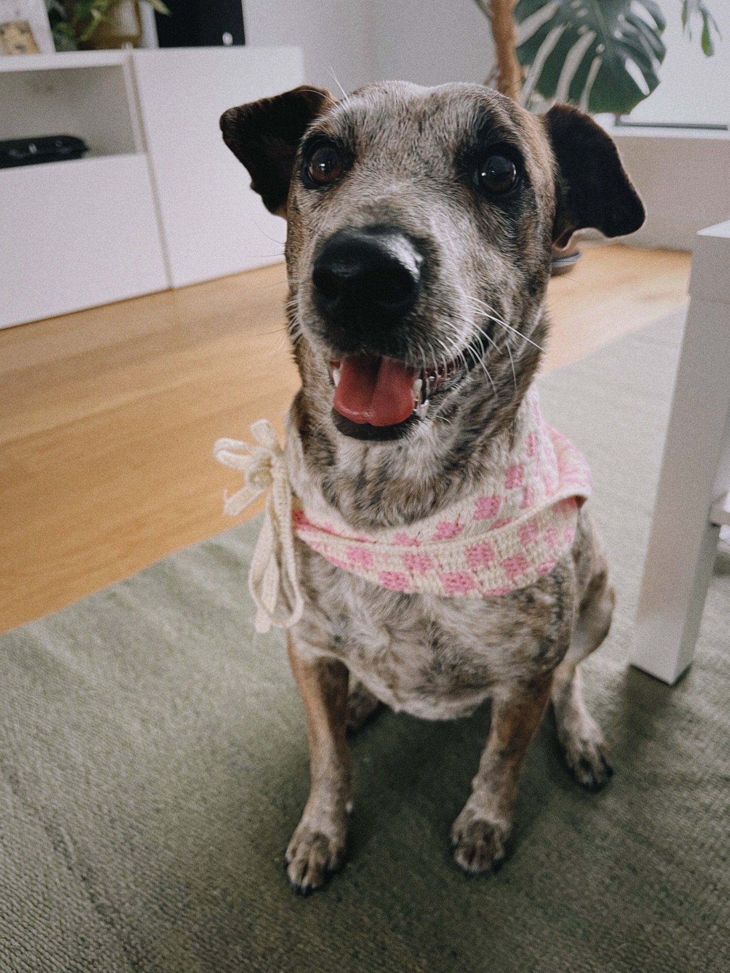 Welcome sweet gal Missy! 🐕💘
From Yuendumu, Northern Territory all the way to Melbourne!

After months of patiently waiting for the right dog to adopt, on Saturday we finally got the perfect girl. 

Missy is smart, affectionate, funny and a bit stan