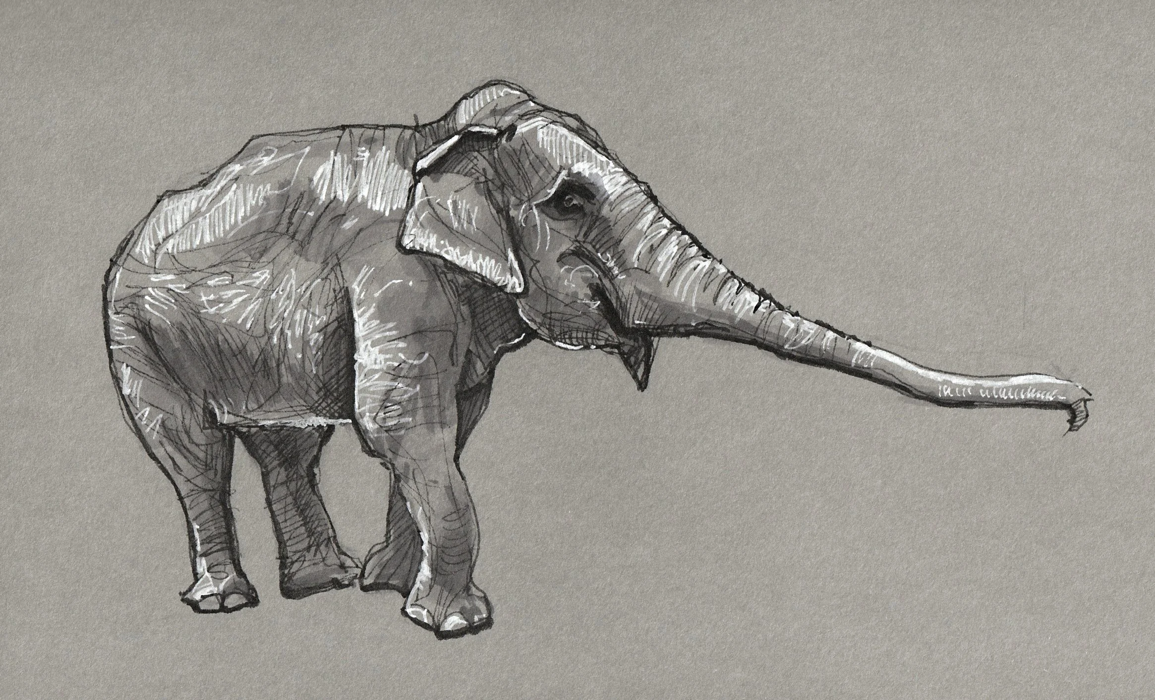 Still Lifes & Animals