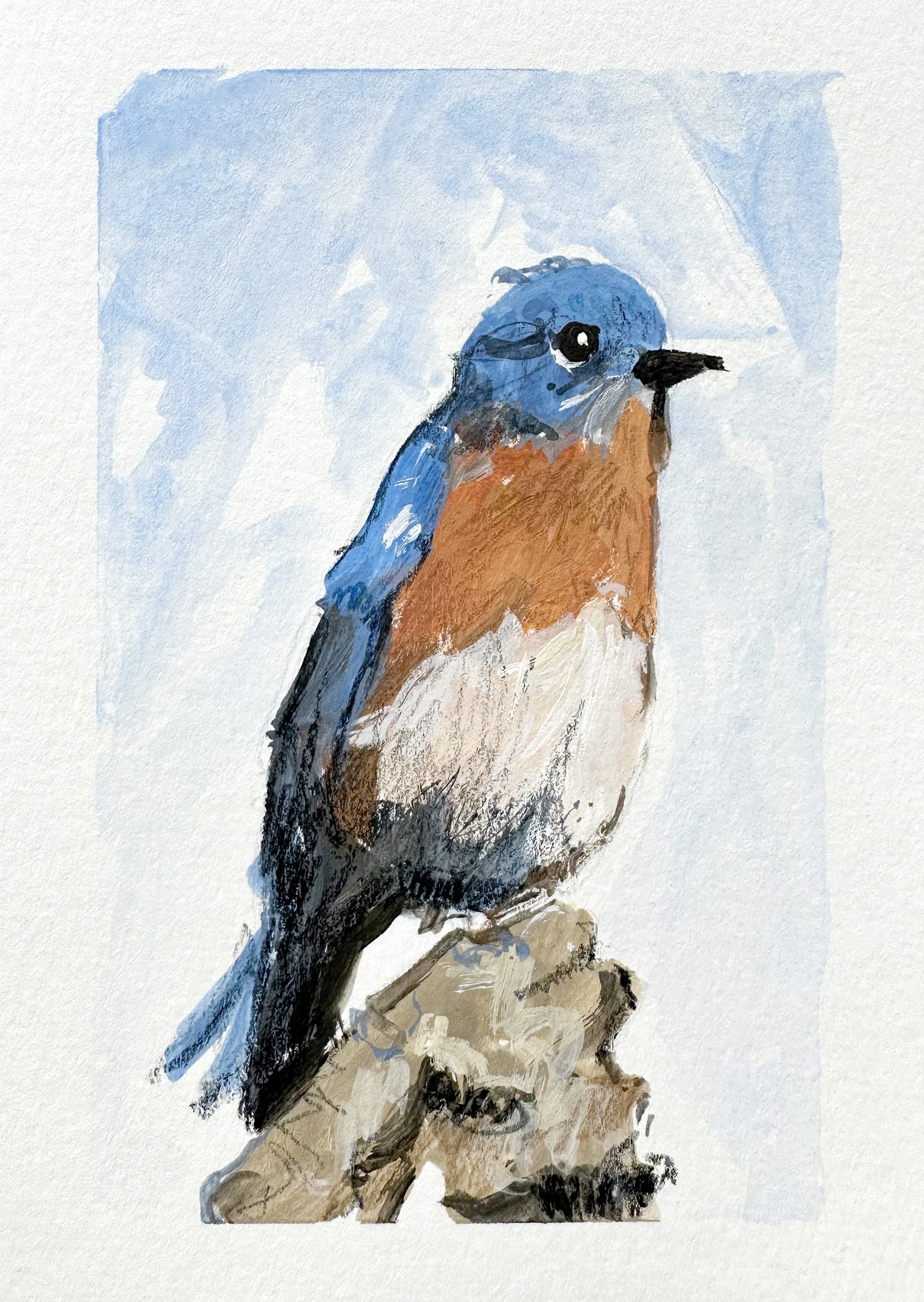 Eastern Bluebird - May 2024.jpg