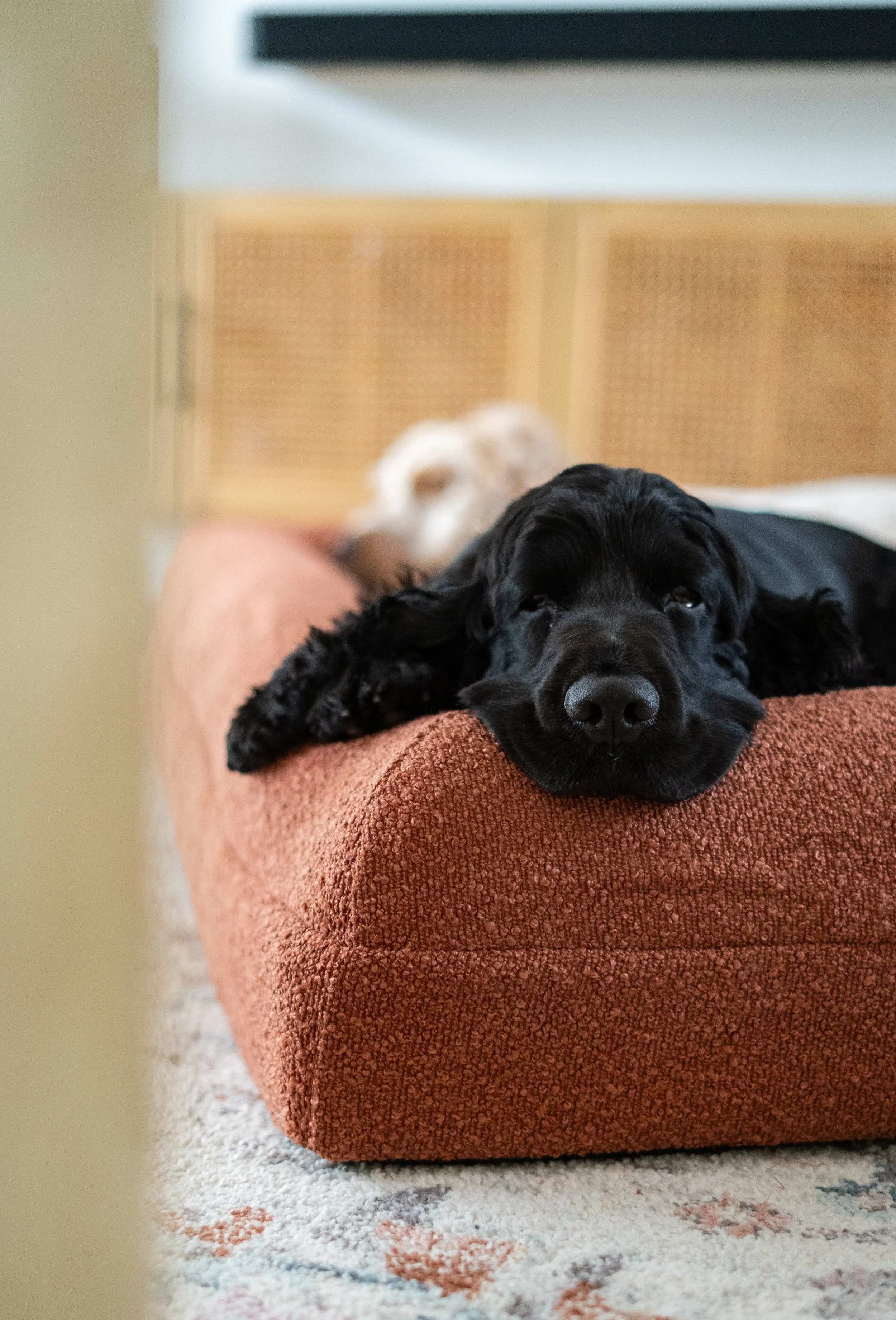 Pet Content Creation