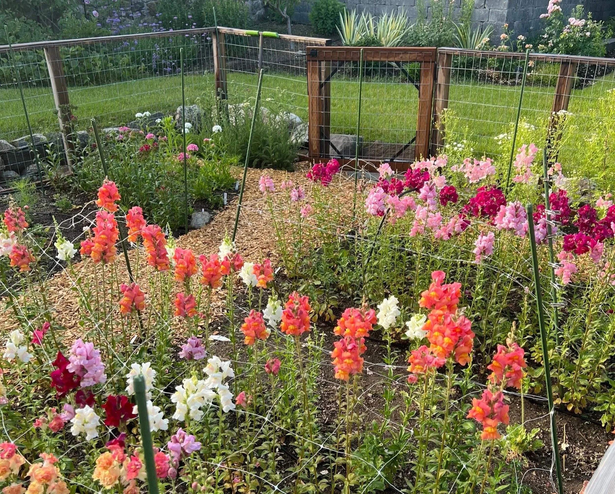 Snapdragon flowers growing in a garden at a Centerville, Utah flower farm, ready to be harvested for a bouquet.
