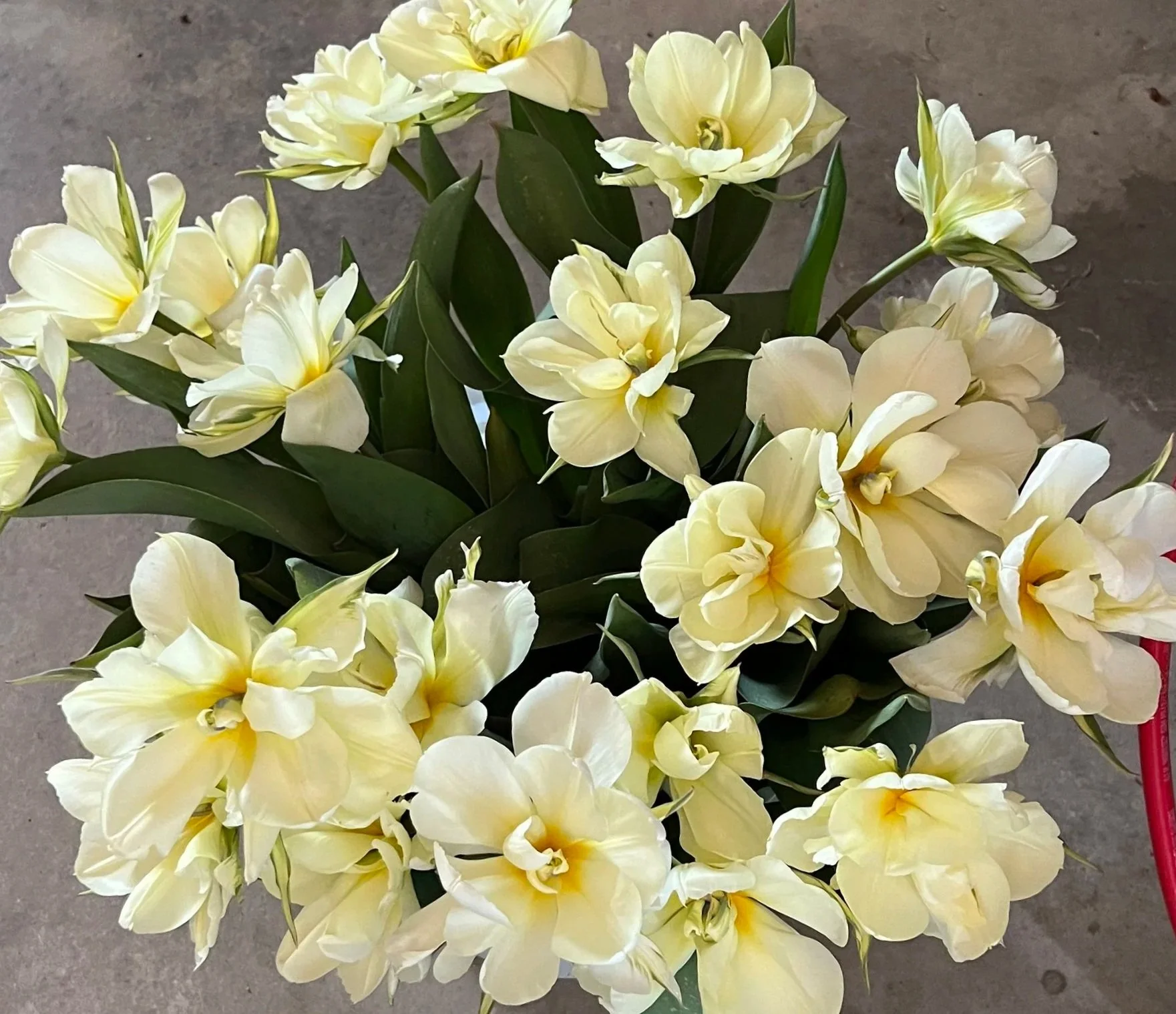 centerville_local_flower_stand_tulips.jpg
