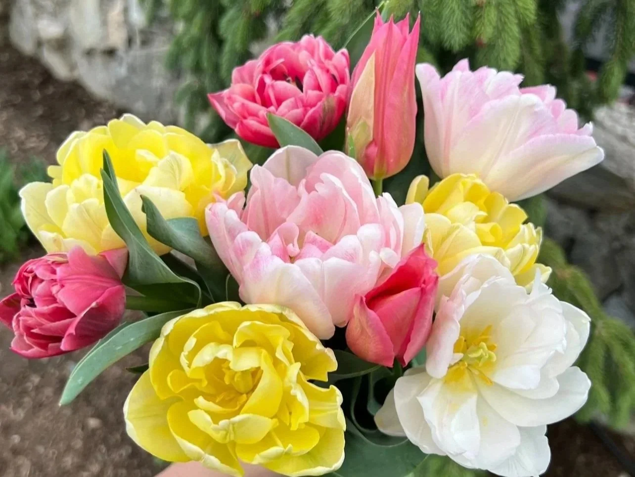 Double tulip bouquet from a flower farm in Centerville, Utah, ready to be taken home.