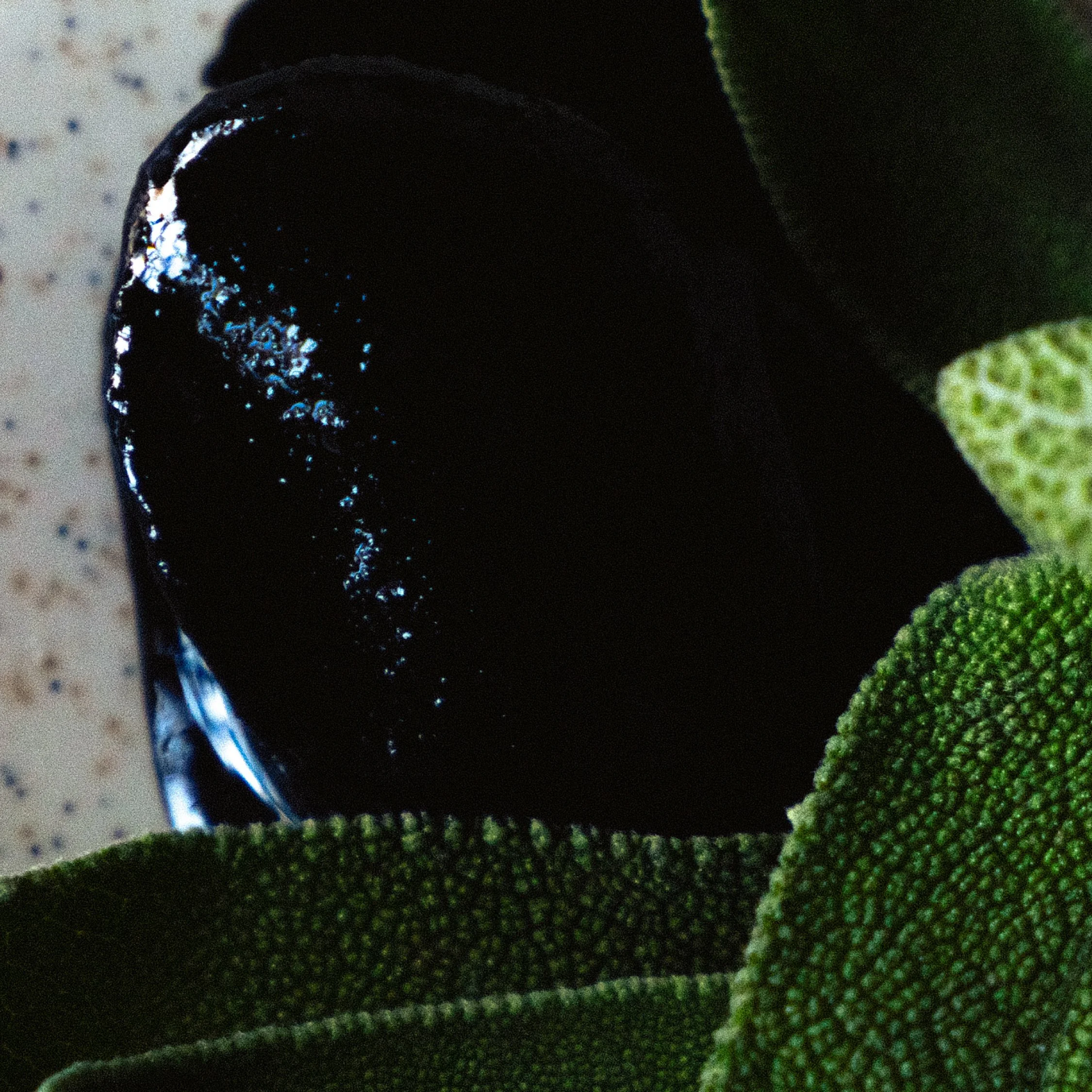 Close-up of a black shiny object, possibly a shoe or a piece of jewelry, partially covered by green textured fabric or leaves.