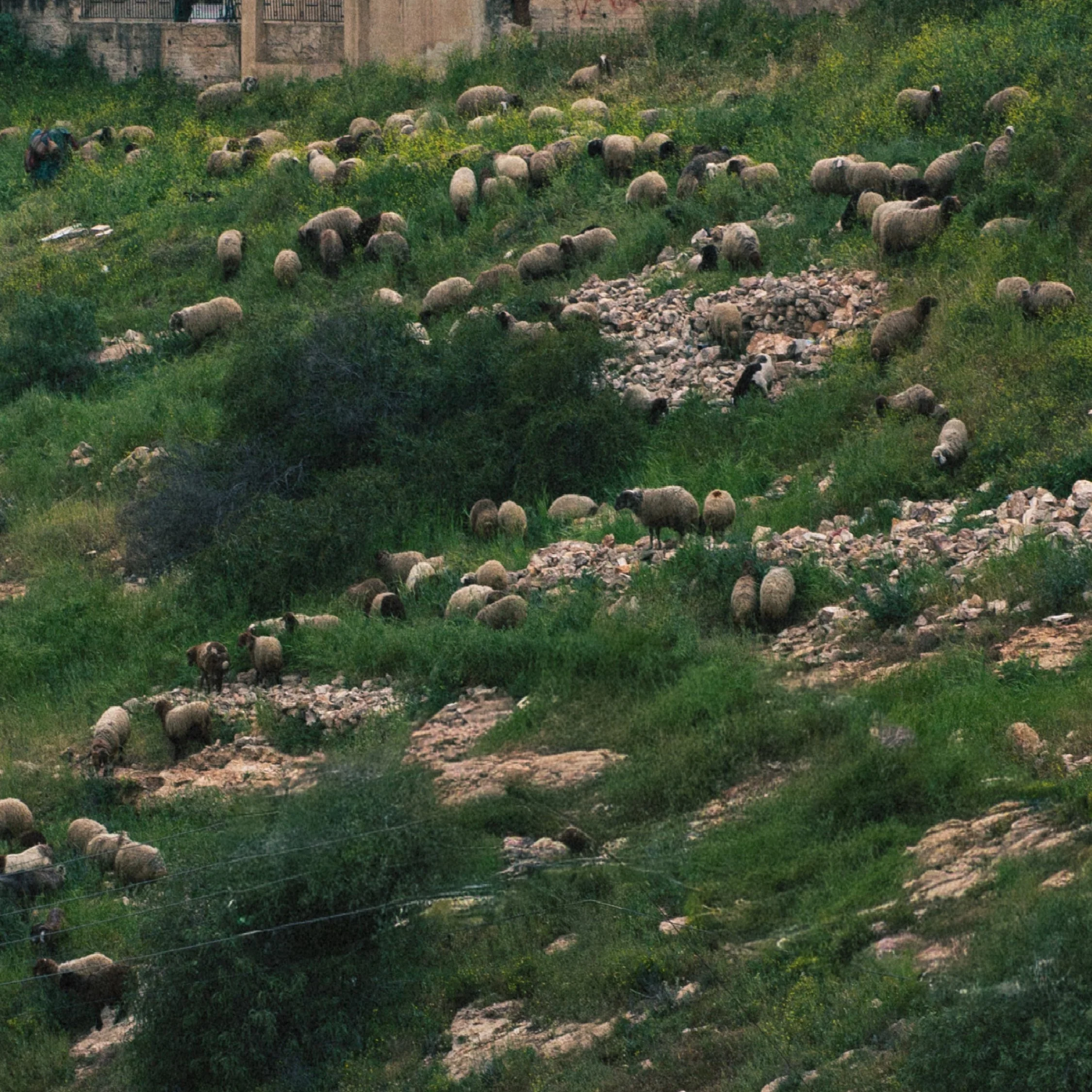A large flock of sheep grazing on a hillside covered in green grass and rocks with some scattered bushes.