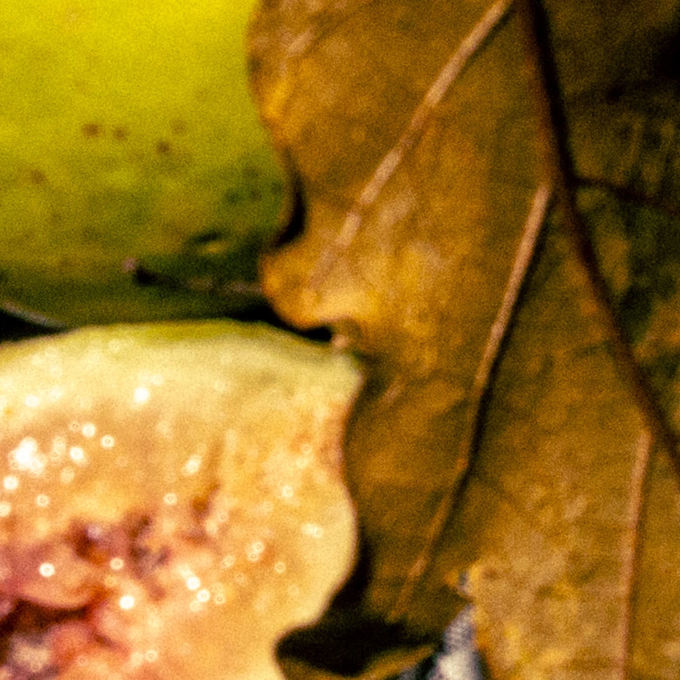 Close-up of a partially eaten apple with a leaf, surrounded by dry fall leaves.