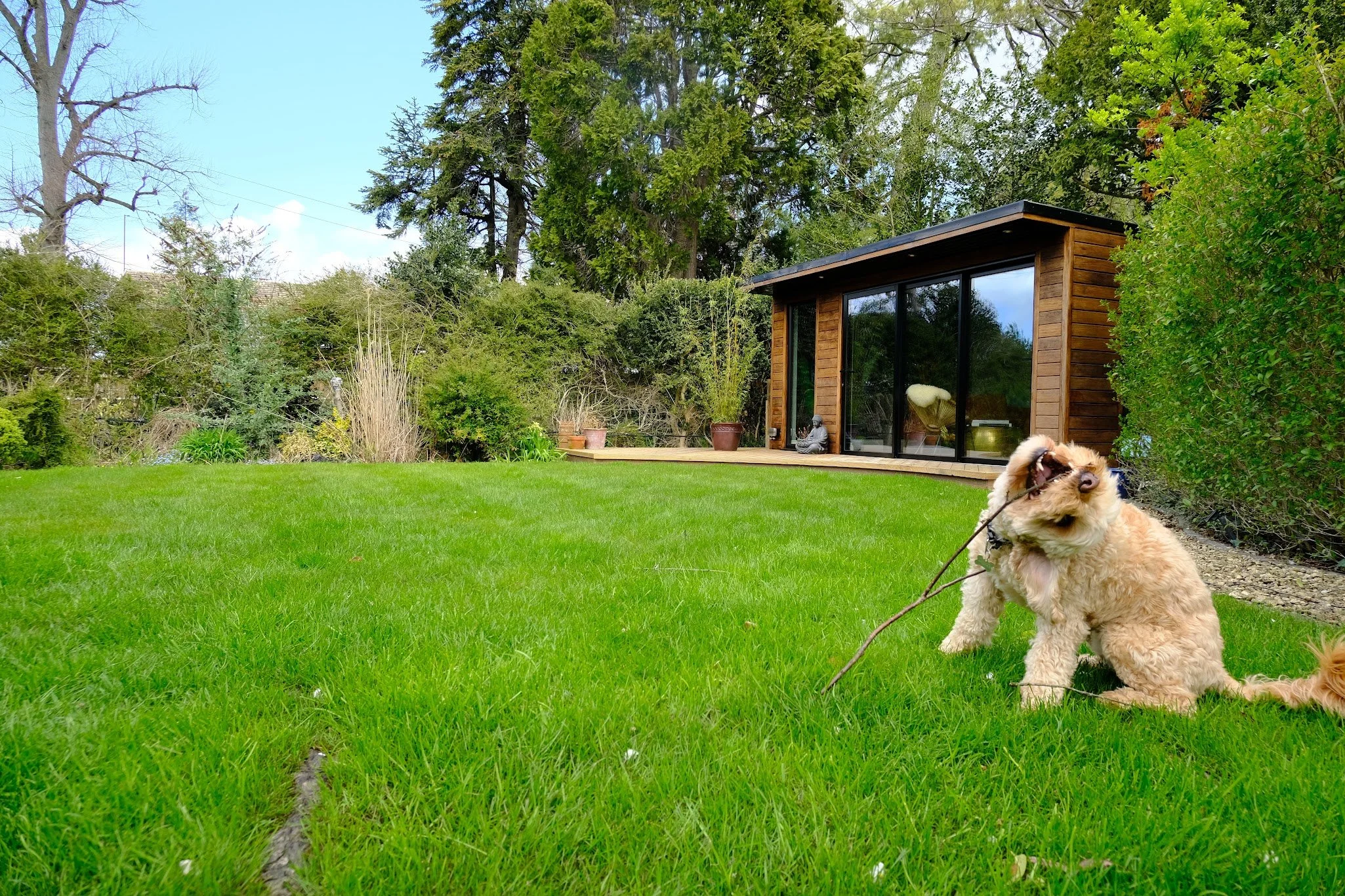 A small fluffy dog playing enthusiastically with a stick on a lush green lawn in front of a modern wooden house with large sliding glass doors, surrounded by trees and shrubs.