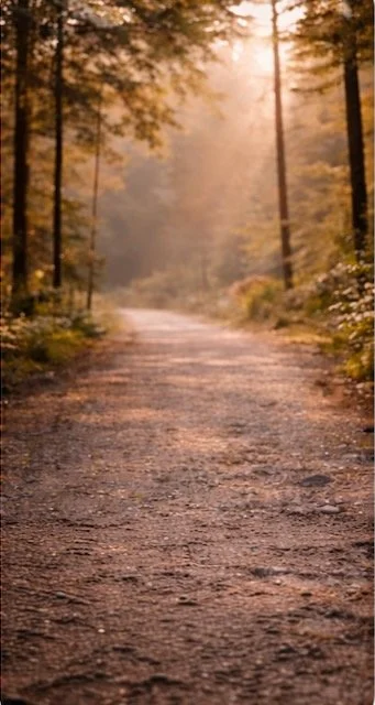 A dirt trail through a dense forest at sunset with trees on either side and sunlight filtering through the leaves.