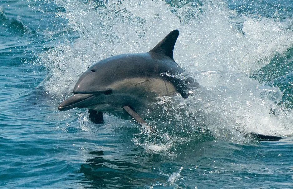 A dolphin jumping out of the water with splashes around it.