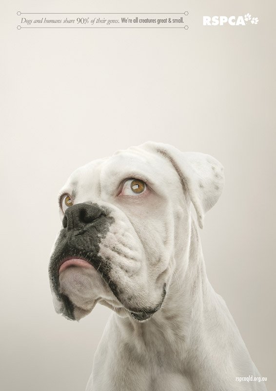RSPCA-Press_DOG.jpg