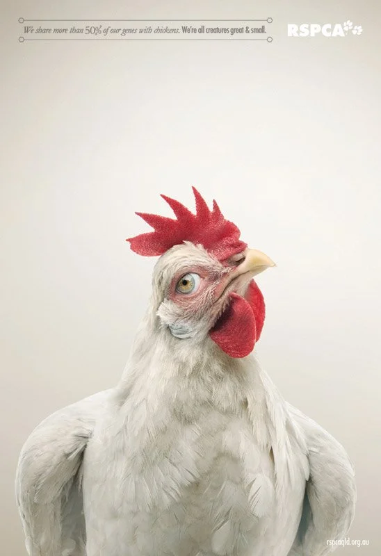 4B_1372_PRESS_Rooster.jpg