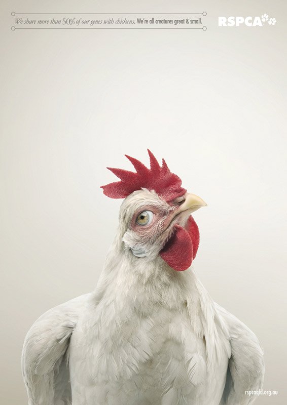 RSPCA-Press_CHICKEN.jpg