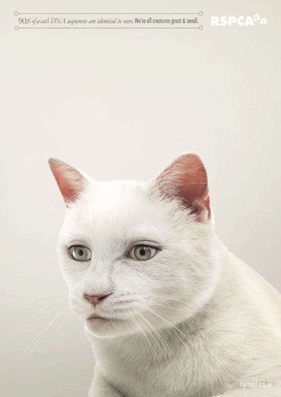 RSPCA-Press_CAT.jpg