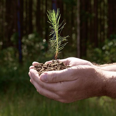 Timber Framing – The Ultimate Renewable™