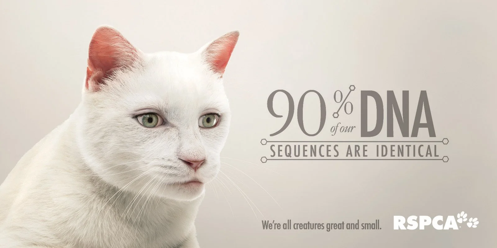 4B_1372_Outdoor_Cat.jpg