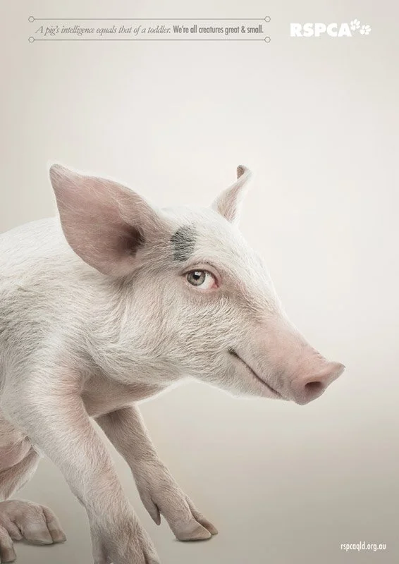 RSPCA-Press_PIG.jpg
