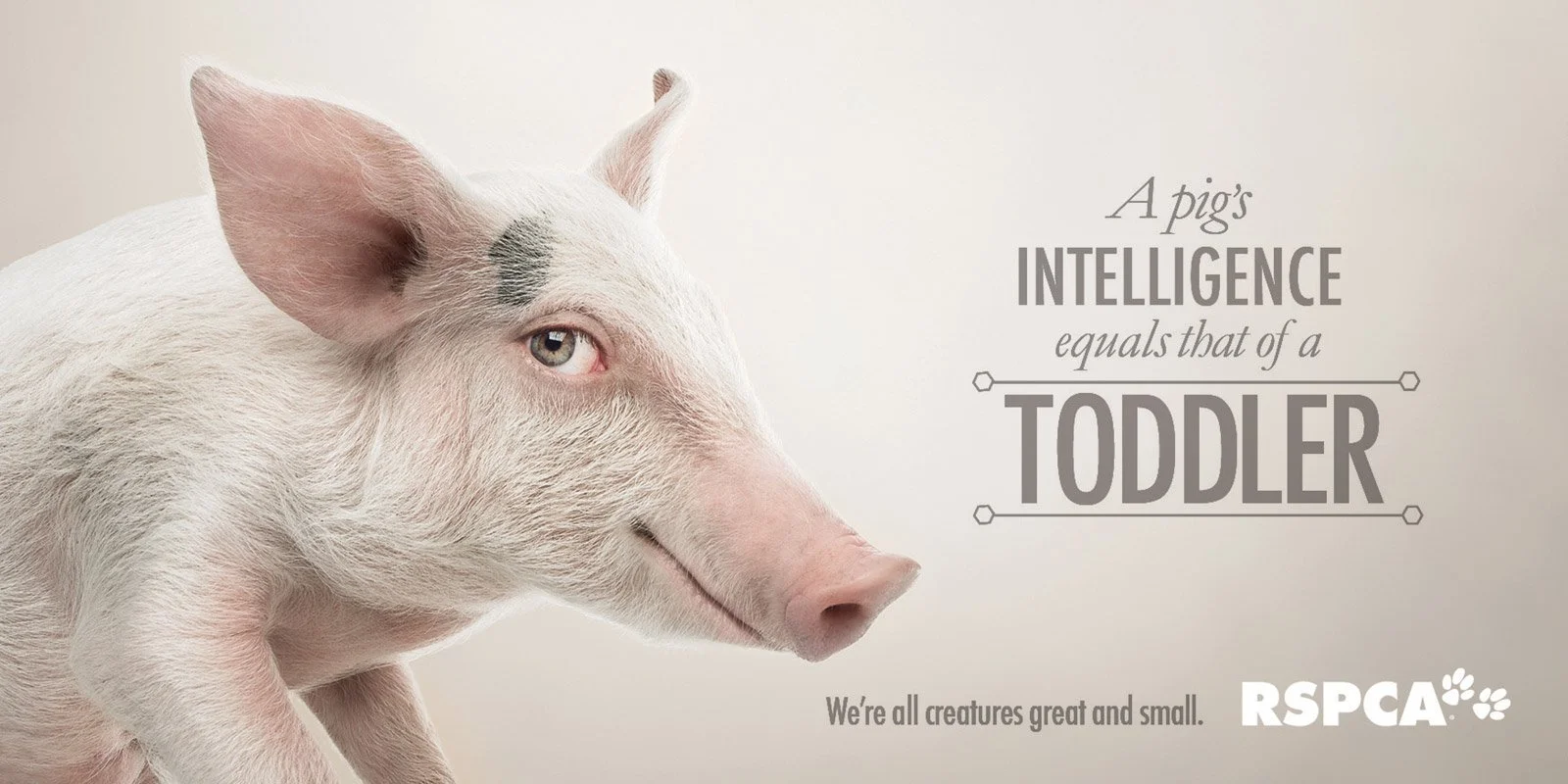 4B_1372_Outdoor_Pig.jpg