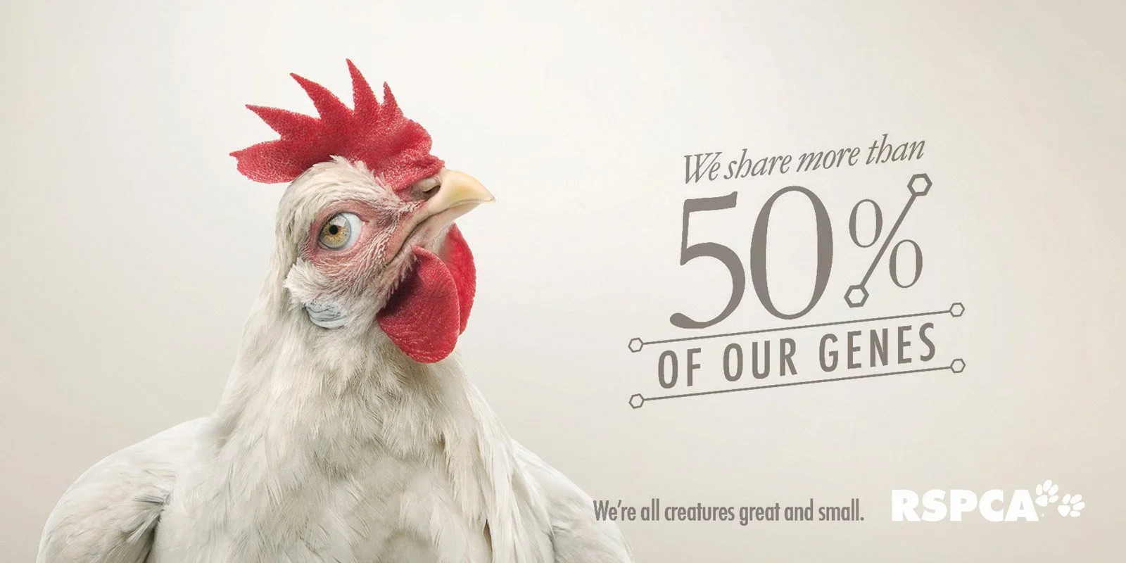 4B_1372_Outdoor_Chicken.jpg