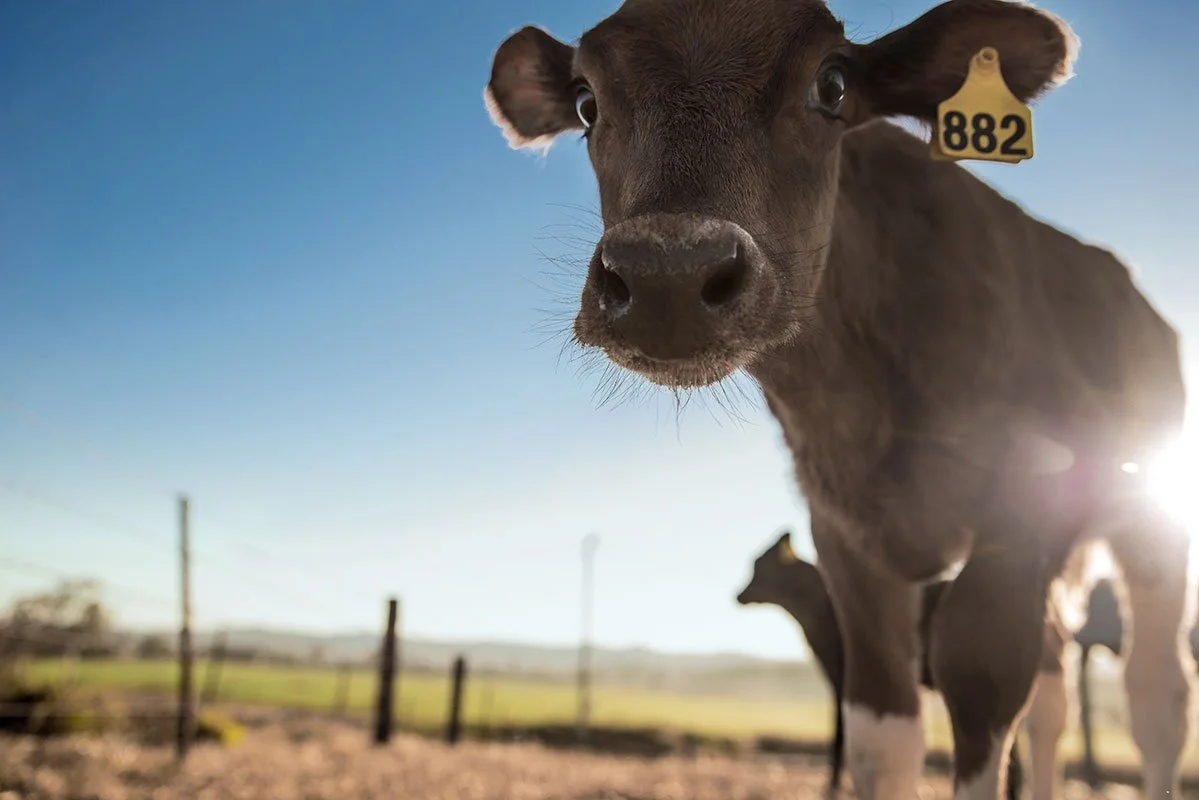 QDO_Cow.jpg