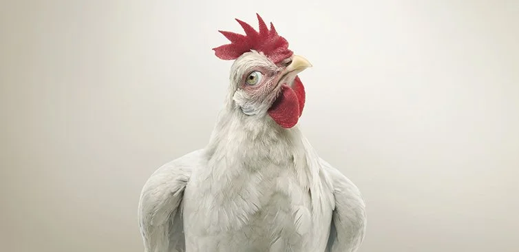 RSPCA Queensland