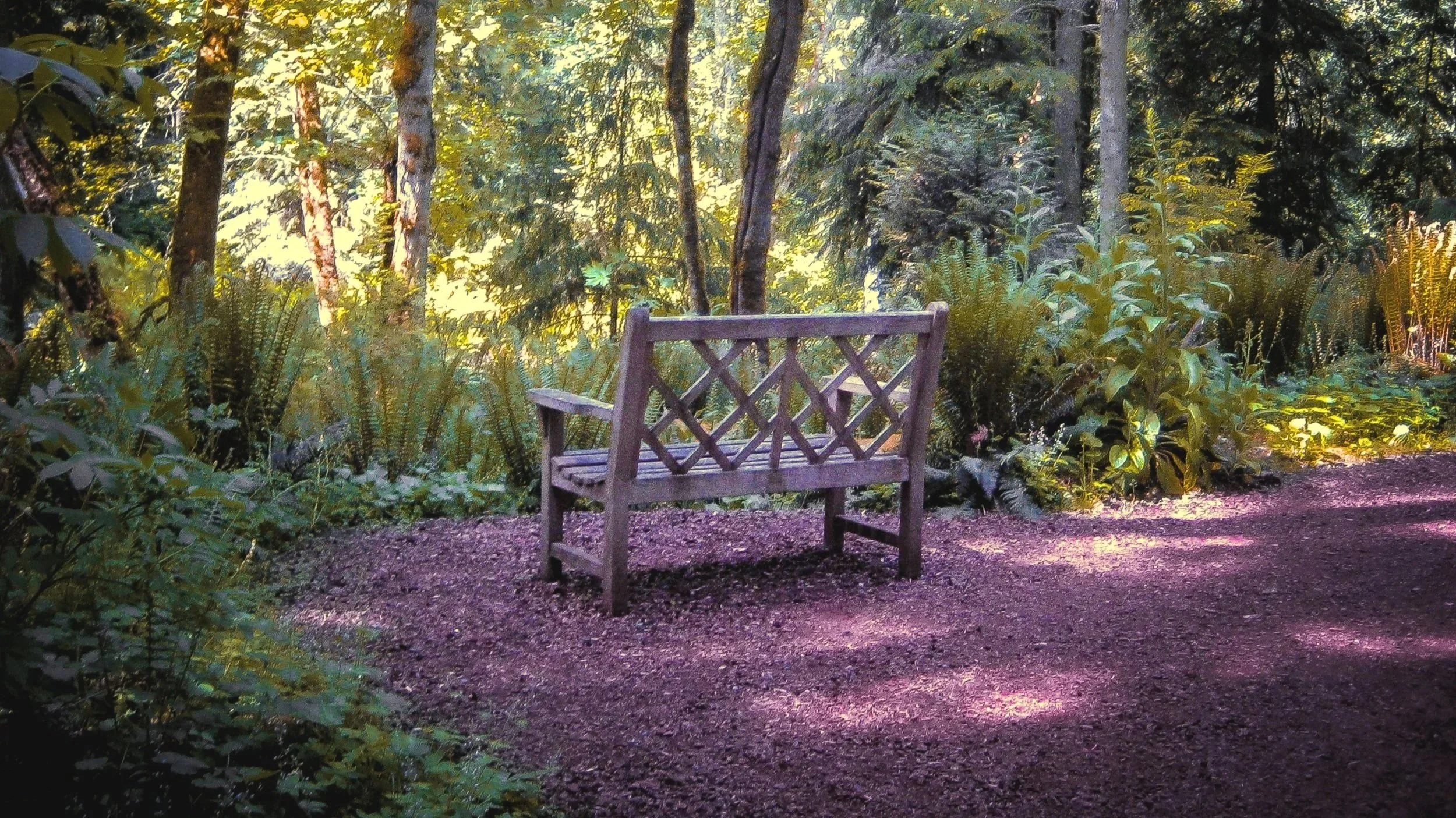 A wooden bench on a dirt path in a lush, green forest with tall trees and ferns, illuminated by sunlight filtering through the canopy.