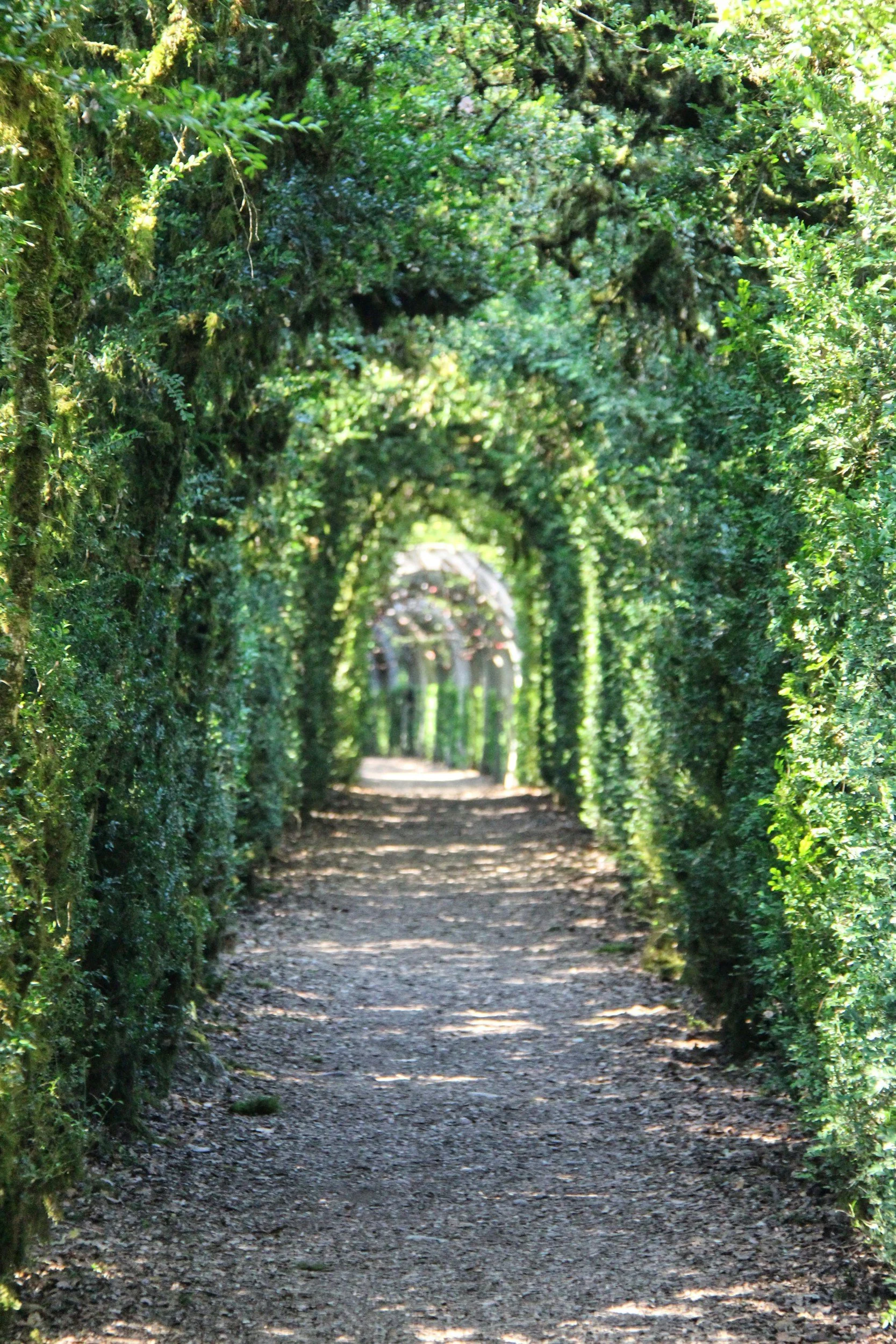 A pathway surrounded by green ivy-covered arches creating a tunnel effect in a garden or park.