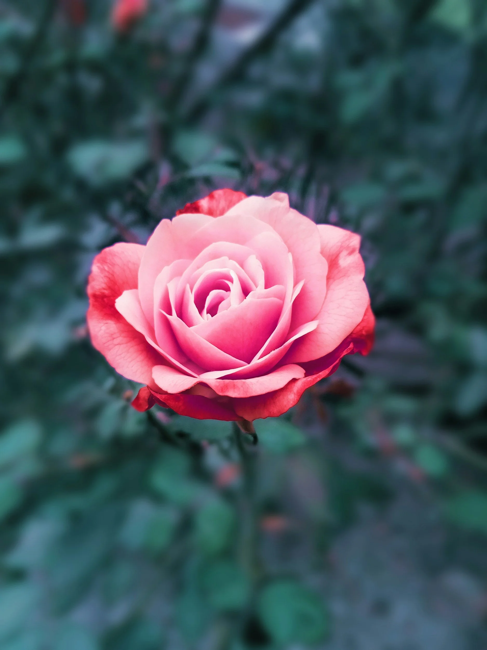 A pink rose with some red-tipped petals blooming on a green bush