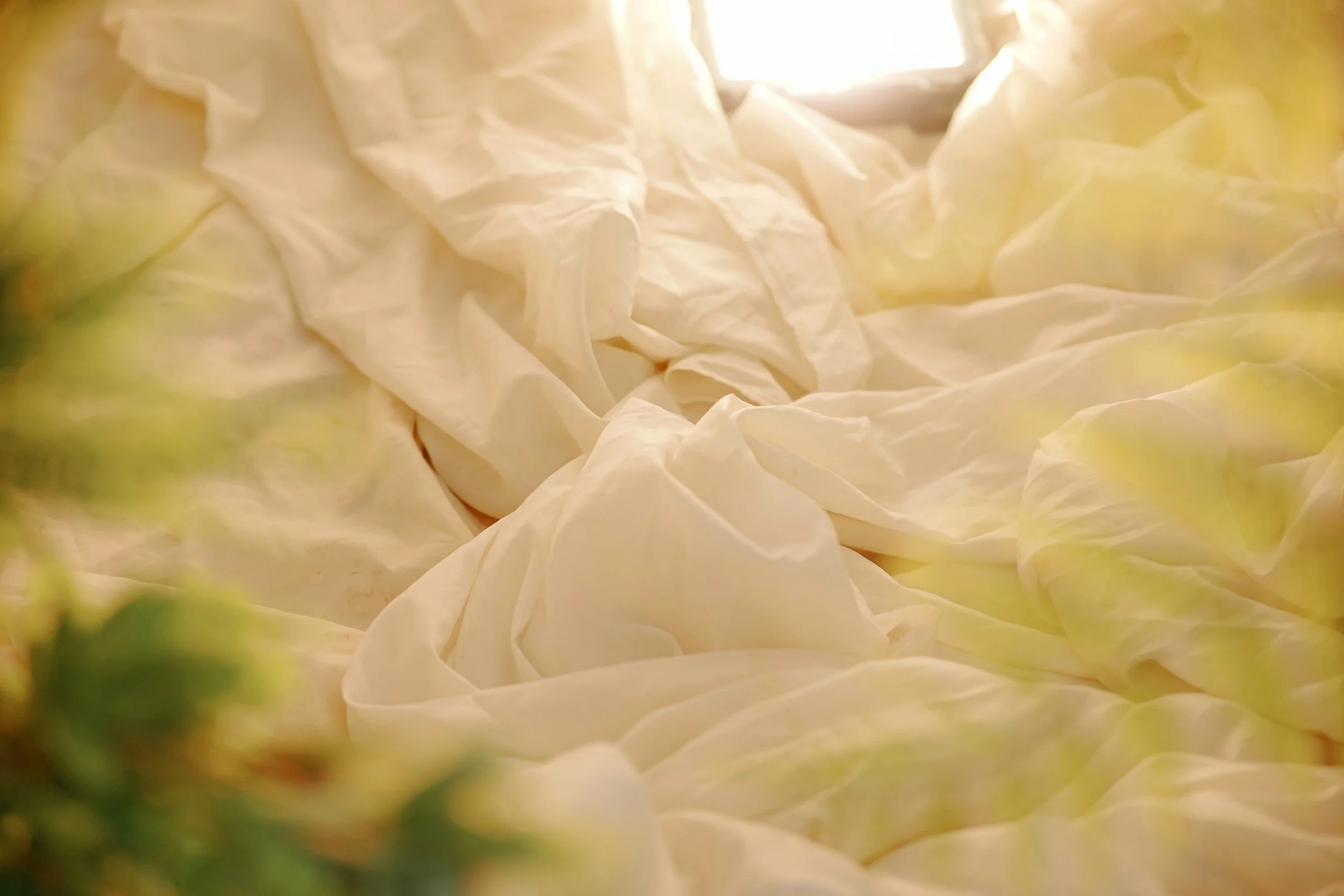 Soft green leaves glowing in sunlight, evoking sensuality, softness, and aliveness.