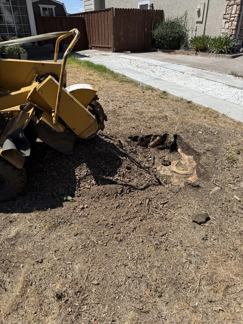Professional stump grinding service in Solano County
