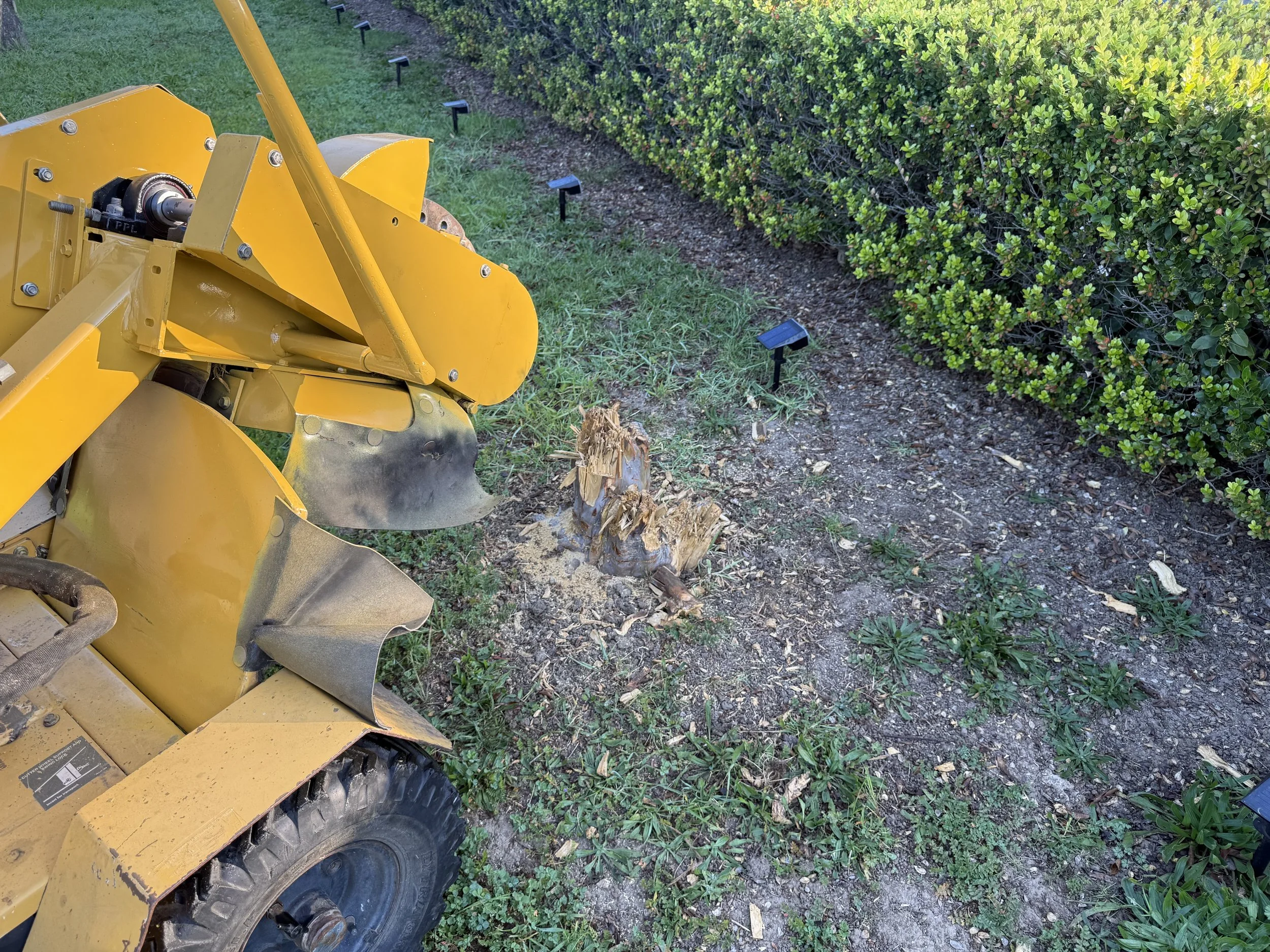 A yellow tree stump grinder machine is operating on a tree stump in a landscaped area bordered by a hedge, with small landscape lights along the edge of the grass.