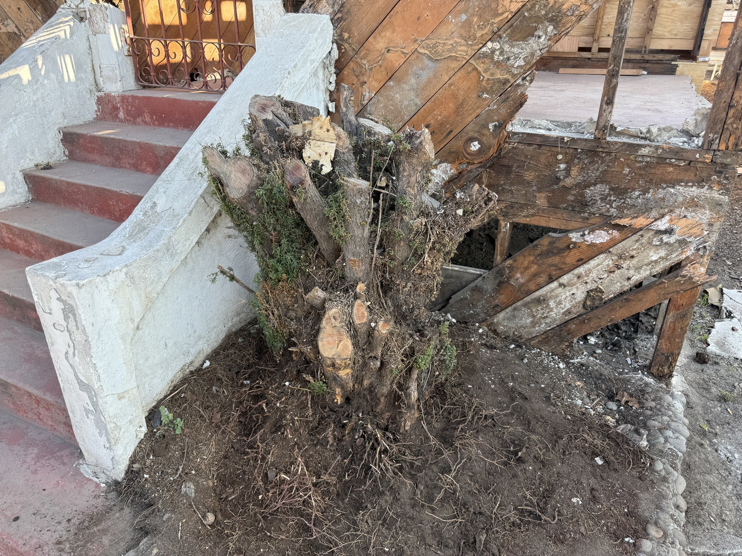 A tree stump with roots and soil at the base, located next to a set of concrete stairs with red paint on their edges, and a damaged wooden structure with broken boards in the background.
