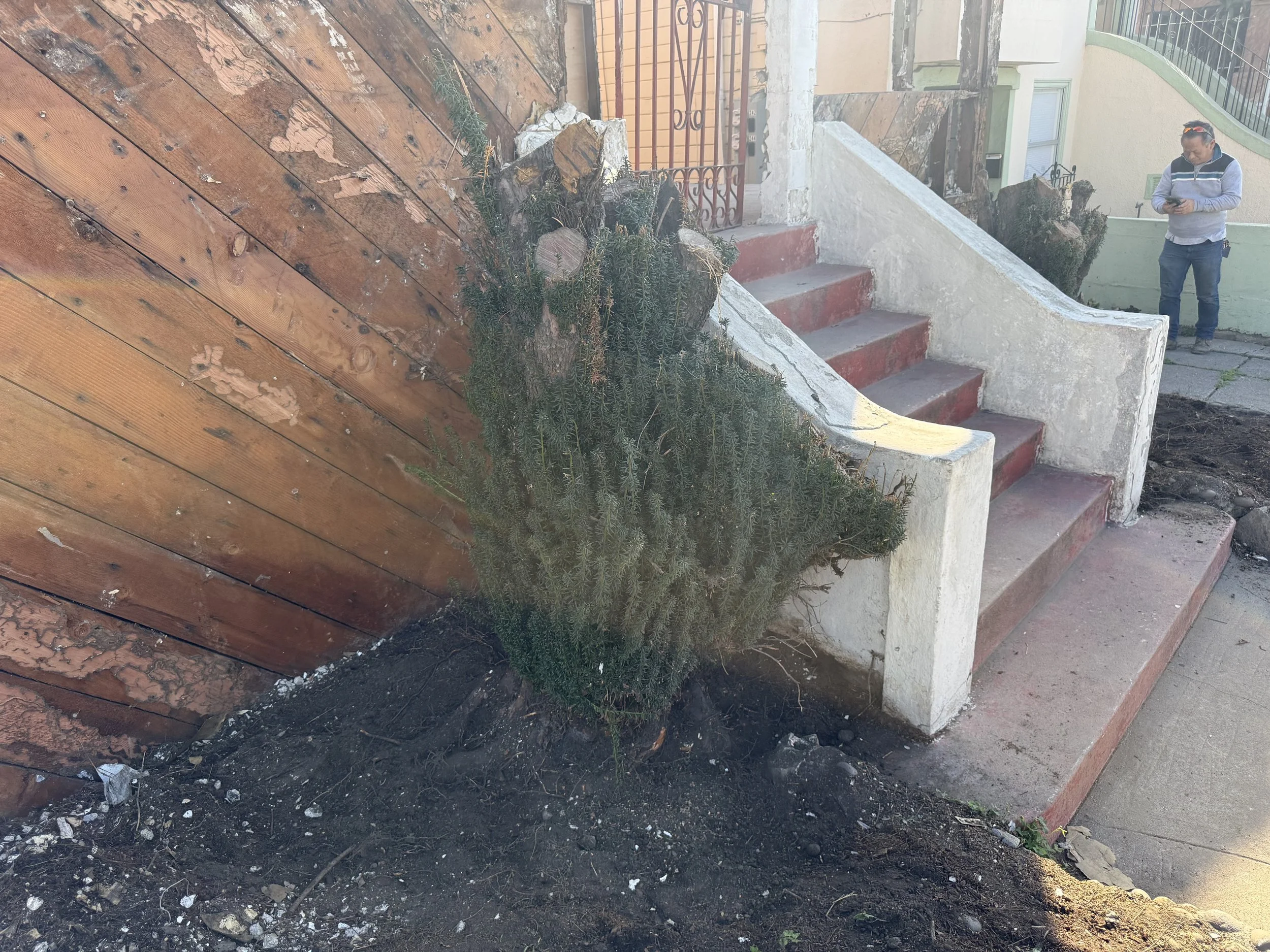 A small cactus bush planting at the foot of a stairway with a white concrete wall and a person standing at the top of the stairs using a phone.
