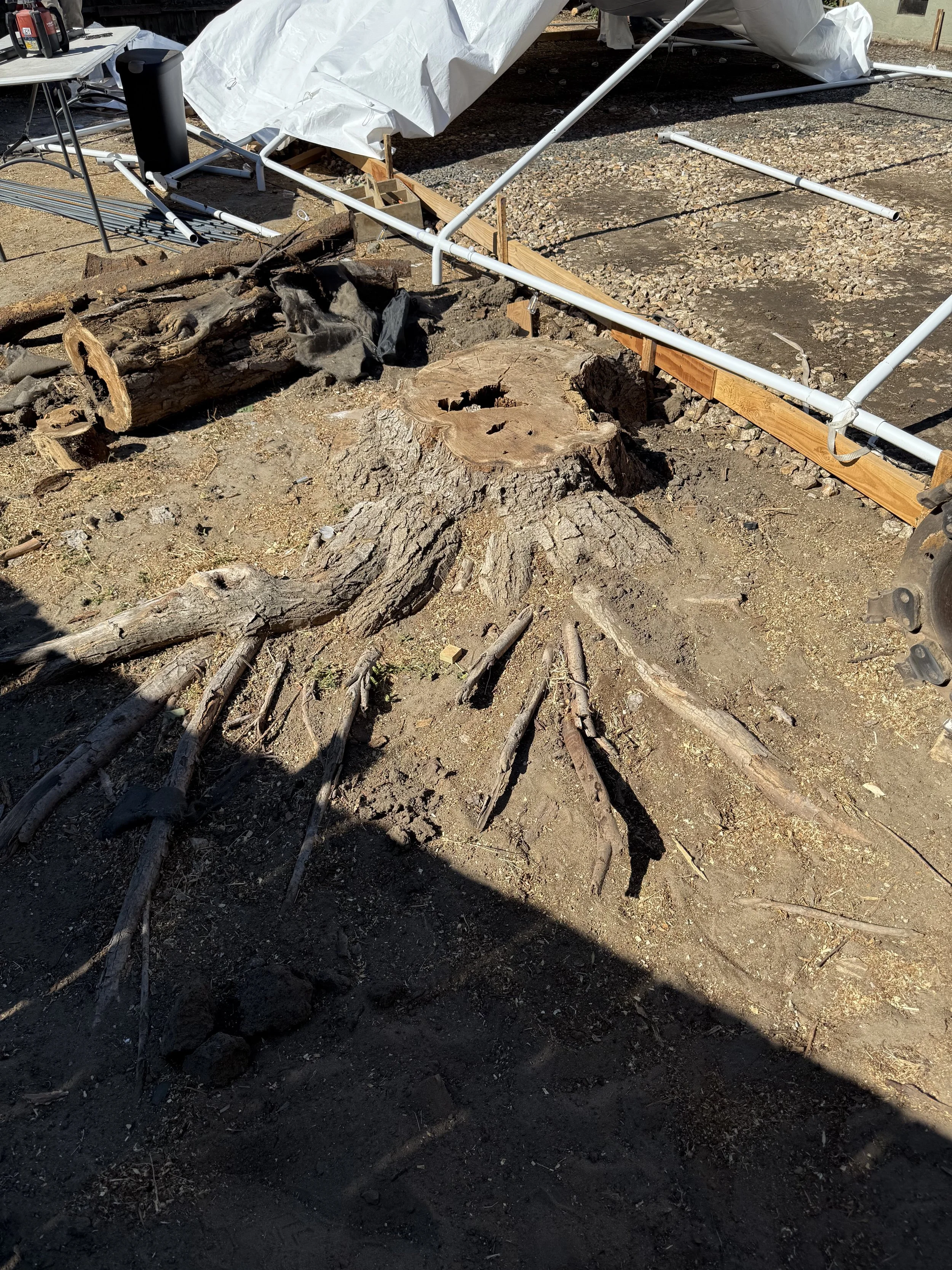 A large tree stump with exposed roots in dirt, surrounded by construction materials and framing for a tent or canopy.