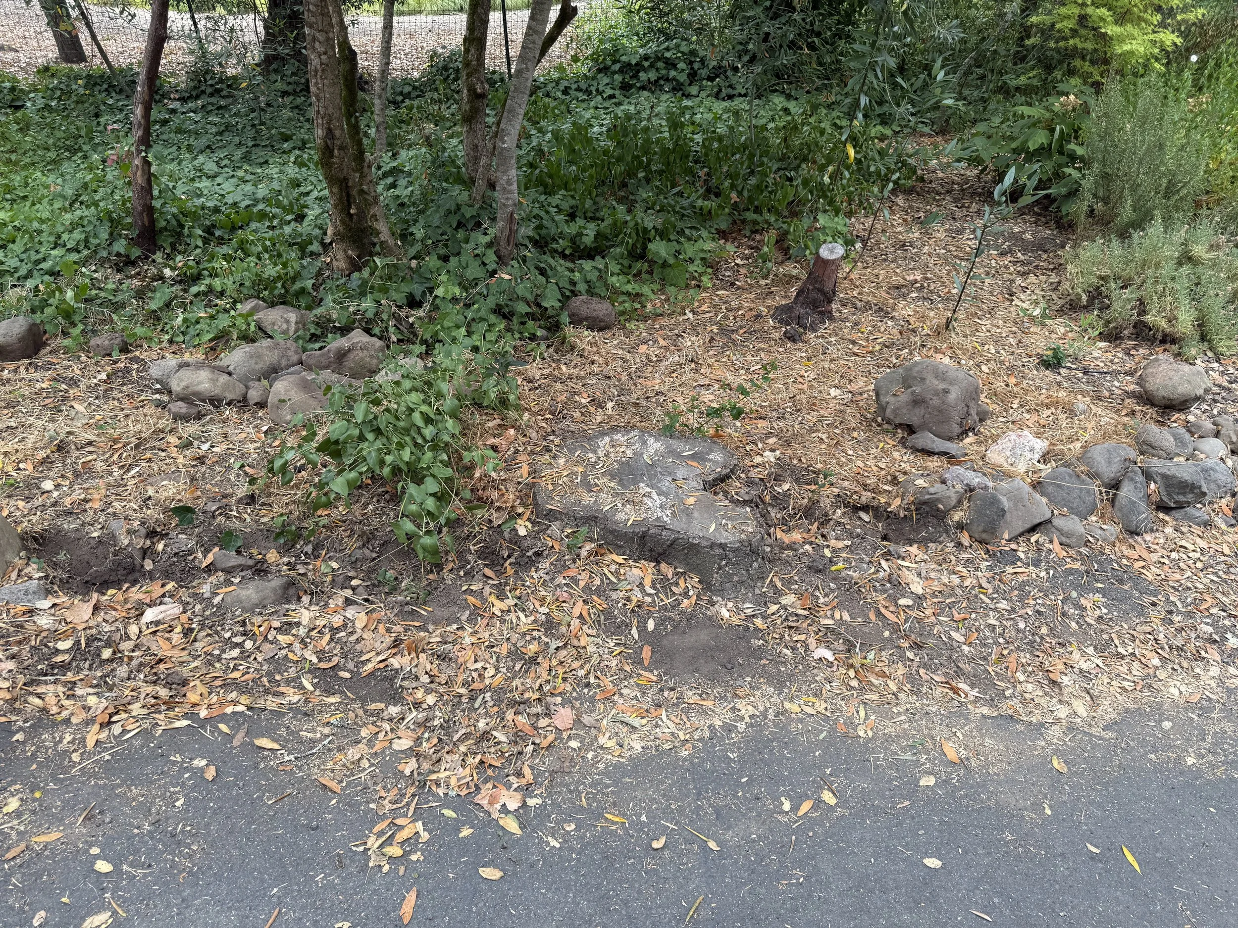 A landscaped area with a dirt and gravel surface, surrounded by trees, bushes, rocks, and fallen leaves.