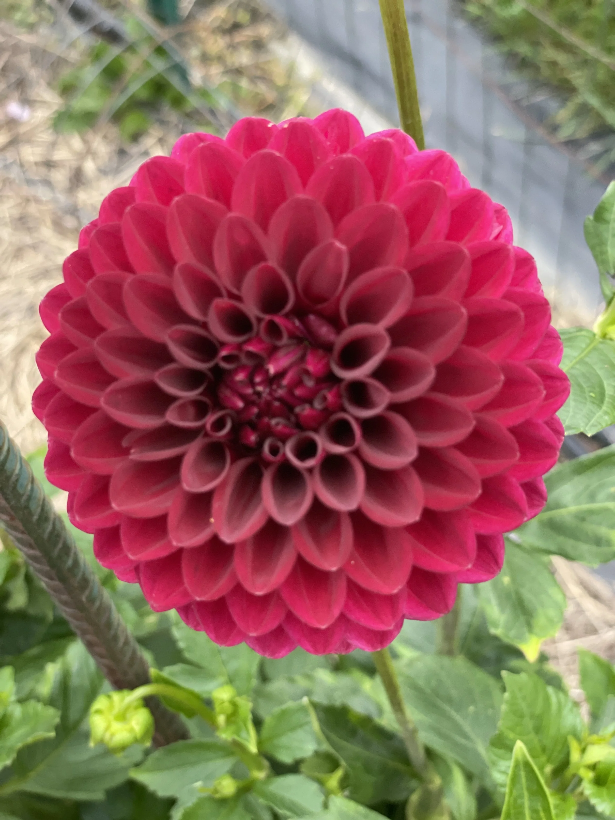 Healing The Earth-Healing OurS/selves Gathering