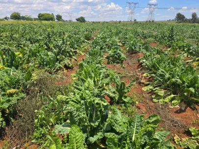 Reydal, Tarlton 17.1406Ha