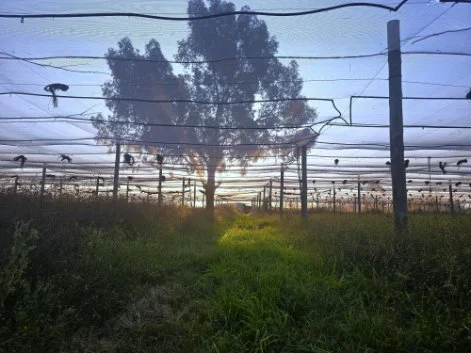 Hillside, Tarlton 8.57Ha