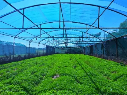 Hillside, Tarlton 17Ha