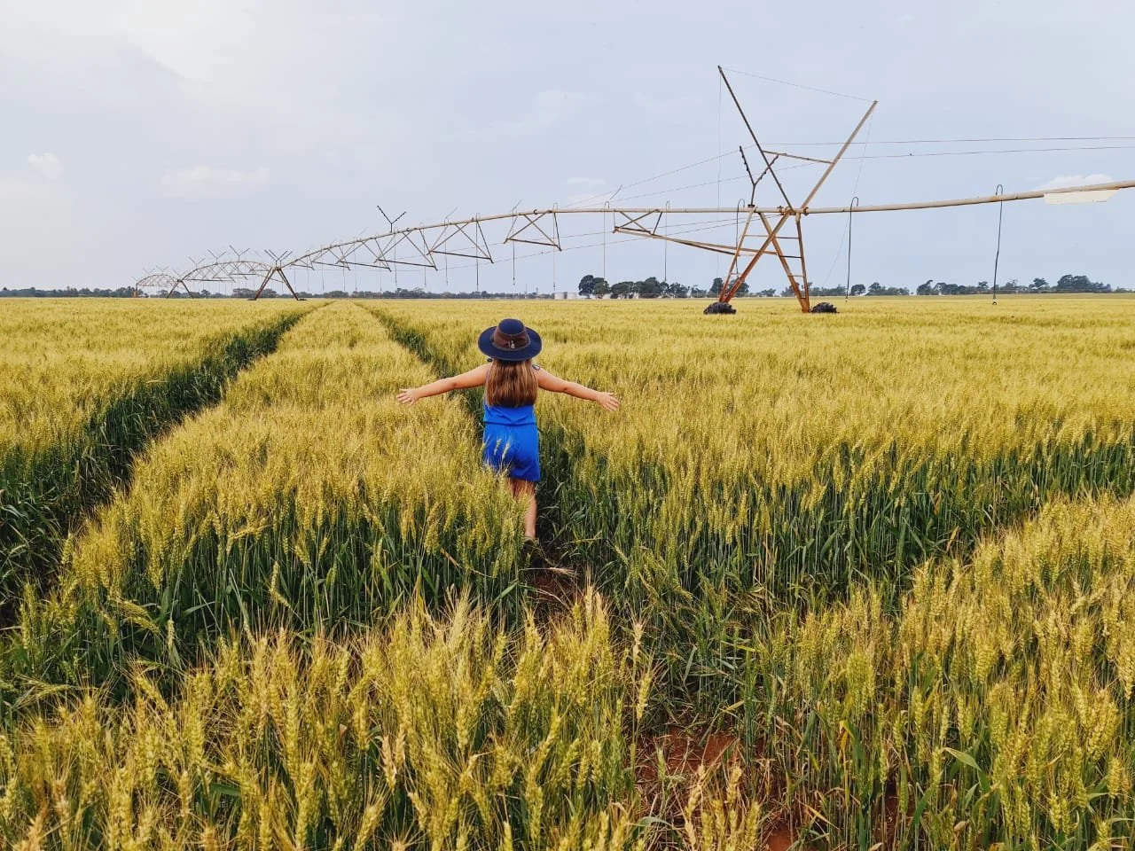 Child in a blue dress and hat walking through a wheat field with an irrigation system in the background