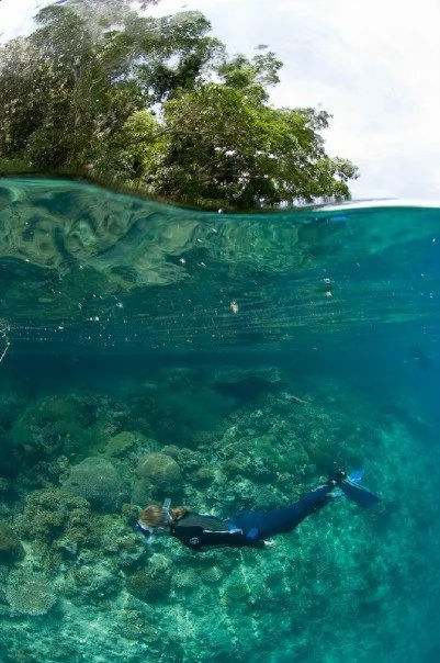 A woman snorkeling in clear blue water over a coral reef, with trees visible on the shoreline above the water.