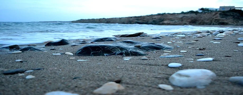 Close-up view of a turtle shell on a sandy beach with pebbles, near the water's edge and distant shoreline.